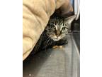 Adopt Willie a Domestic Shorthair / Mixed cat in Burnaby, BC (41524769)