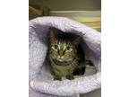 Adopt Nillie a Domestic Shorthair / Mixed cat in Burnaby, BC (41524762)