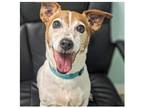 Adopt Beau a Black - with Tan, Yellow or Fawn Jack Russell Terrier / Mixed dog