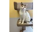Adopt Pixie a Domestic Shorthair / Mixed cat in Campbell River, BC (41545645)