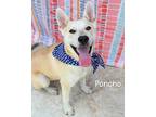 Adopt Poncho a Husky / Labrador Retriever / Mixed dog in Gautier, MS (41534367)