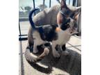 Adopt No name a Calico or Dilute Calico Calico / Mixed (medium coat) cat in