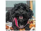 Adopt Millie a Black - with White Poodle (Miniature) / Mixed dog in Eustis