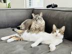 Adopt George & Myla a White (Mostly) American Shorthair / Mixed (short coat) cat