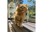 Adopt Mufassa a Domestic Longhair / Mixed cat in Atascadero, CA (41543923)