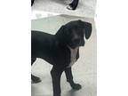 Adopt ‼️Astro/URGENT‼️ a Black - with White Labrador Retriever / Mixed