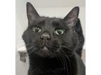 Adopt Zoe a Domestic Shorthair / Mixed cat in Silverdale, WA (41545486)