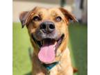 Adopt Cordelia a Black Mouth Cur / Mixed dog in Silverdale, WA (41545483)