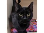 Adopt Kathleen a Domestic Shorthair / Mixed cat in Silverdale, WA (41545481)
