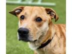 Adopt Hoagie a Corgi / Mixed dog in Silverdale, WA (41545480)