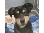 Adopt Martha a Rottweiler / Mixed dog in Silverdale, WA (41545479)