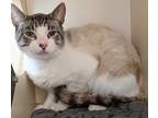 Adopt Saab a Domestic Shorthair / Mixed cat in Silverdale, WA (41545478)