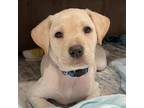 Adopt Frank a White - with Tan, Yellow or Fawn Schnauzer (Standard) / Labrador
