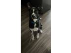 Adopt Bruno a Black - with White Labrador Retriever / Mixed dog in Garland