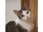 Adopt Una a Brown Tabby Domestic Shorthair (short coat) cat in House Springs