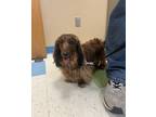 Adopt Milo a Dachshund / Mixed dog in Sioux City, IA (41545425)