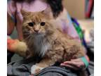 Adopt Francisco a Domestic Longhair / Mixed cat in Topeka, KS (41545420)