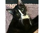 Adopt Herbie -- Bonded Buddy With Hunter a Domestic Shorthair / Mixed cat in Des