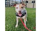 Adopt Spunky -- Bonded Buddy With Maya a American Pit Bull Terrier / Mixed dog