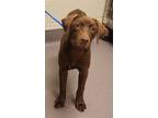 Adopt a Labrador Retriever / Mixed dog in Norman, OK (41545535)