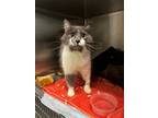 Adopt Priscilla* Fl-2 a Domestic Longhair / Mixed cat in Pomona, CA (41511385)