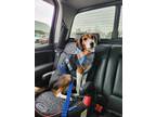 Adopt Cooper a Tricolor (Tan/Brown & Black & White) Beagle / Mixed dog in