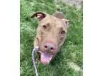 Adopt Miloh a Pit Bull Terrier / Mixed dog in Lincoln, NE (41545529)
