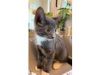 Adopt Robin a Gray or Blue (Mostly) Domestic Shorthair / Mixed (short coat) cat