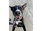 Adopt Matilda a Border Collie / Mixed dog in Lincoln, NE (41545528)
