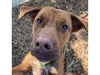 Adopt Trisha a Hound (Unknown Type) / Mixed dog in Lincoln, NE (41545527)