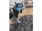 Adopt Olaf a Siberian Husky / Mixed dog in Lincoln, NE (41545525)