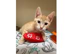Adopt Groot a Domestic Shorthair / Mixed cat in Atascadero, CA (41543928)