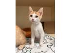Adopt Quill a Domestic Shorthair / Mixed cat in Atascadero, CA (41543926)