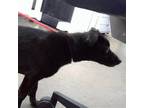 Adopt James Howlett a Black Dachshund / Mixed dog in Dallas, TX (41544694)
