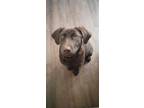Adopt River a Brown/Chocolate Labrador Retriever / Mixed dog in Ellsworth