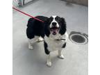 Adopt Princess a Border Collie / Mixed dog in Monterey, CA (41545470)