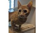 Adopt Guerra a Domestic Shorthair / Mixed cat in Monterey, CA (41545467)