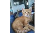 Adopt Babe a Orange or Red Tabby Domestic Shorthair / Mixed (short coat) cat in