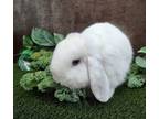 Adopt Monte Bianco a Lop, Holland / Mixed rabbit in Vancouver, WA (41545463)