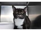 Adopt Baby B a Black & White or Tuxedo Domestic Shorthair (short coat) cat in
