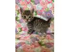 Adopt English a Domestic Shorthair / Mixed cat in San Gabriel, CA (41545452)