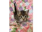 Adopt Economics a Domestic Shorthair / Mixed cat in San Gabriel, CA (41545450)