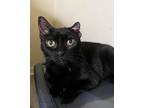 Adopt Cutie Pie a All Black Domestic Shorthair (short coat) cat in Frankfort