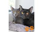 Adopt Tiny a Domestic Shorthair / Mixed cat in Novato, CA (41543911)
