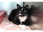 Adopt Starling a Black & White or Tuxedo Domestic Shorthair (short coat) cat in