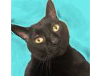 Adopt Haiku a Black (Mostly) American Shorthair / Mixed (short coat) cat in