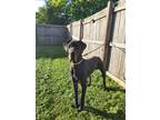 Adopt Quinton a Gray/Silver/Salt & Pepper - with White Great Dane / Mixed dog in