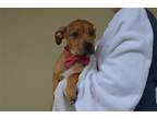 Adopt Armani a Red/Golden/Orange/Chestnut - with White Boxer / Mixed dog in