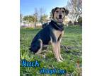 Adopt Buck a Black - with Tan, Yellow or Fawn Schiller Hound / Black and Tan