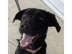 Adopt Ozzie a Black - with White Labrador Retriever / Pointer / Mixed dog in